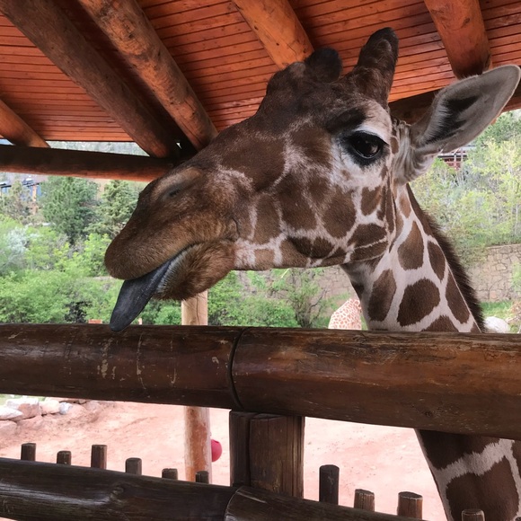 Meet your posher, Nakia - Picture 9 of 11